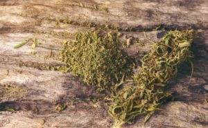 dried cannabis medical marijuana